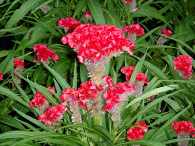 热带植物的花