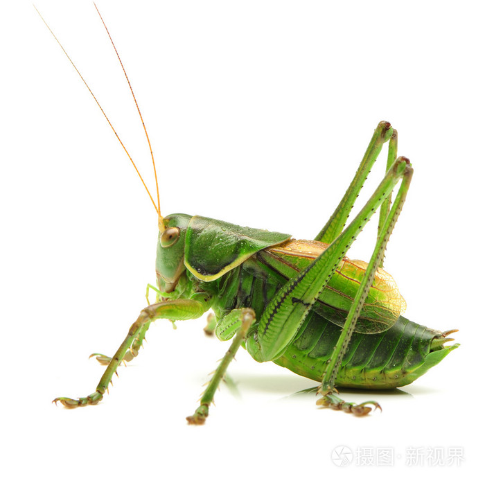 绿色蚱蜢