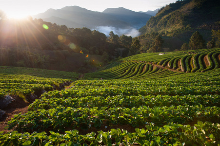 美丽的风景和新鲜草莓农场在冬天在清迈泰国