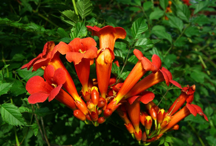 米林红花 gabor 爬山虎植物