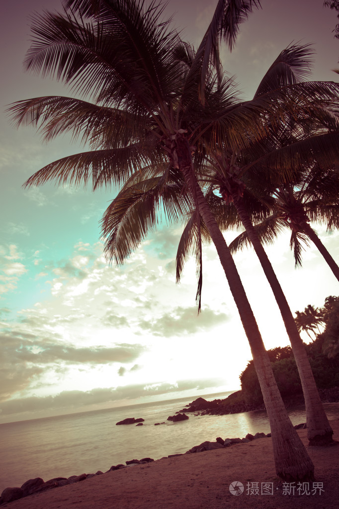 在黄昏的沙滩上的棕榈树