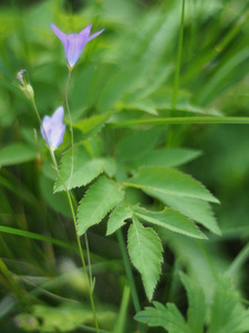 在森林里的植物