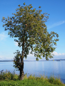 在湖边树
