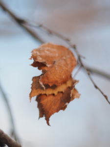 在冬季干燥一棵树上的叶子