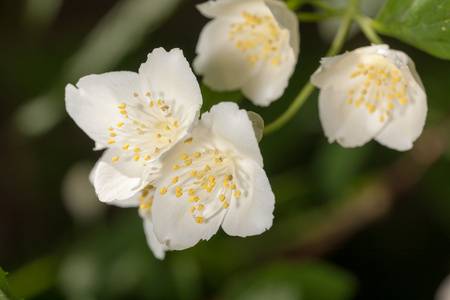 茉莉花关门