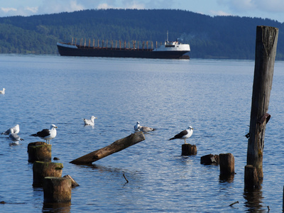 船舶 桩和湖上的海鸥