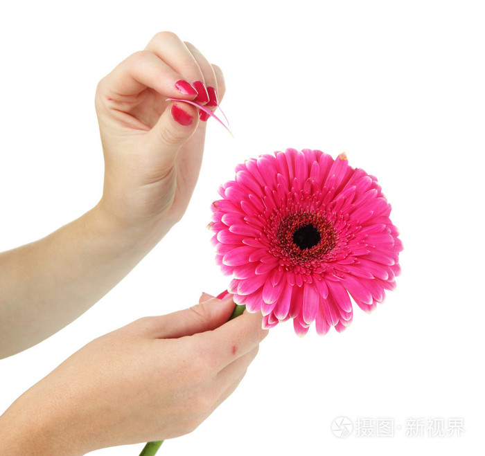 女人的手猜测上粉红色甘菊 白隔离照片 正版商用图片1cxrdo 摄图新视界