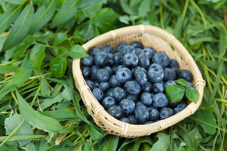 在草地上的木制篮子里的蓝莓