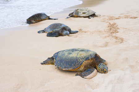 乌龟海龟湾