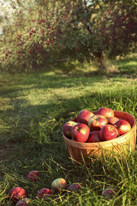 蒲式耳的苹果在果园里