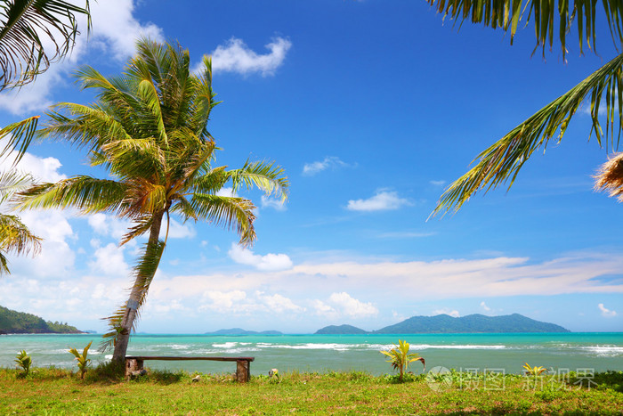 泰国在岛上的椰子棕榈