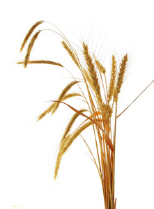 小麦被隔绝在白色背景的图像