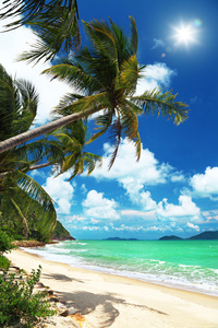 椰子树和在泰国海滩