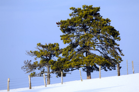 在雪地里的松树