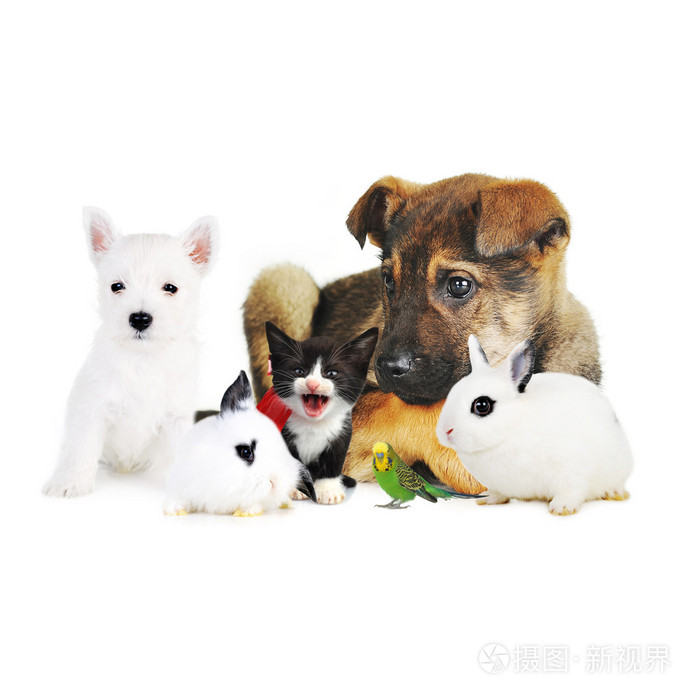 狗猫鸟和美丽兔