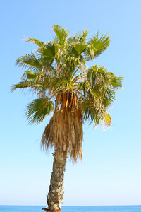 海边的棕榈的形象
