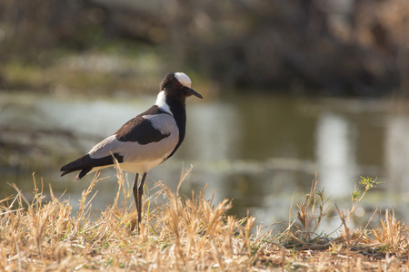 铁匠蛋壳或铁匠淡水湖vanellus 鳅