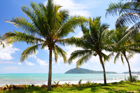 泰国在岛上的椰子