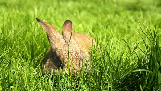 可爱的小兔子在草地上