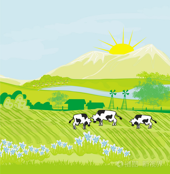 在绿色草地上吃草的母牛