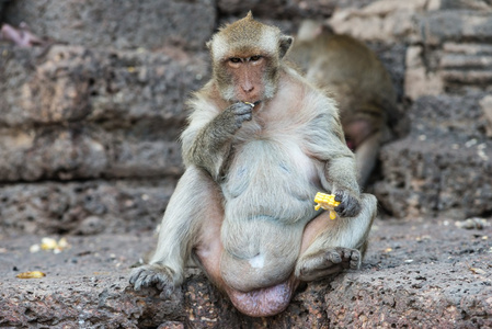 泰国亚洲野生猴子做各种活动