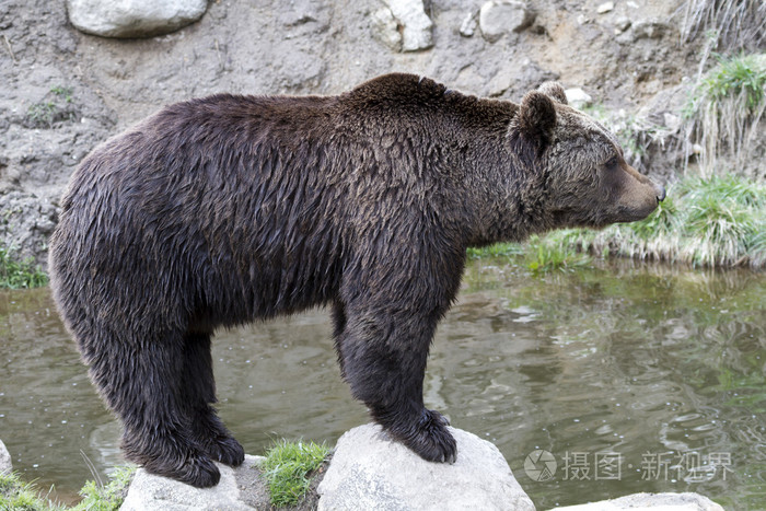 孤立的肖像棕色的熊虎头分离国王二世虎头分离棕色的熊结棕色的熊头棕