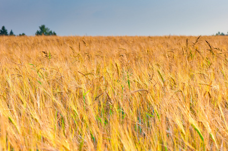 小麦在收获前的阳光下的黄色成熟耳朵