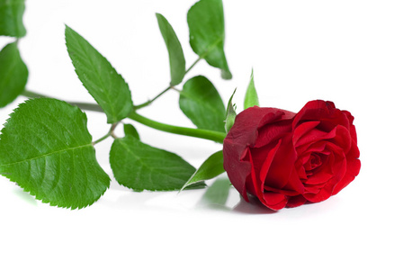 特写拍摄的一个红色的玫瑰花蕾