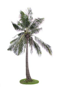 在白色背景上椰子树