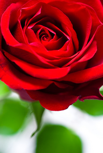 特写拍摄的一个红色的玫瑰花蕾