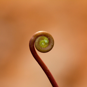 蕨类植物的叶子图片