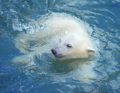 小小白色北极熊在水中游泳