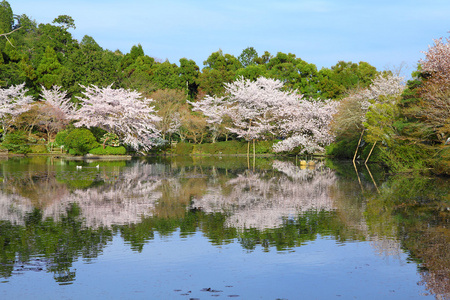 京都樱花盛开