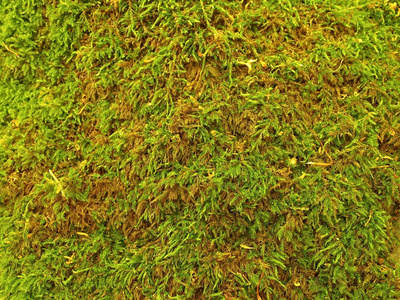 从干苔藓棕绿地毯
