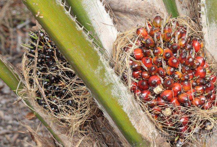 油棕果