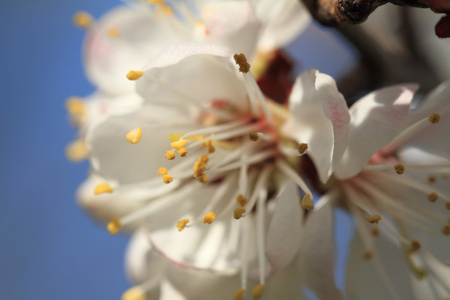 针对樱花