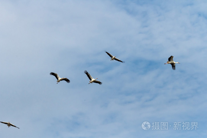 许多鸟在空中飞翔