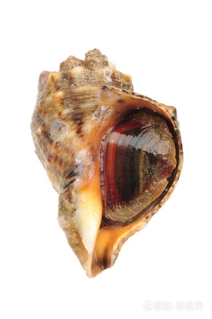 在白色背景上的活海螺