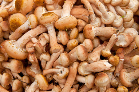 乳牛肝菌蘑菇背景