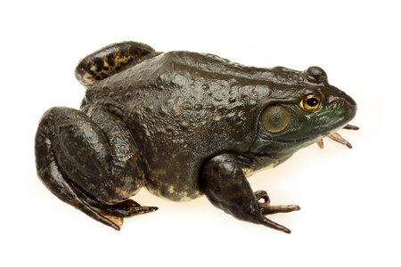 北美室内牛蛙,牛蛙工作室拍摄白色背景照片
