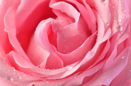 粉红玫瑰花蕾宏