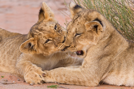 喀拉哈里沙漠的沙子上玩的两个可爱的狮子