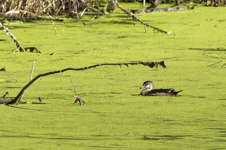 在长满苔藓的池塘中的年轻木鸭