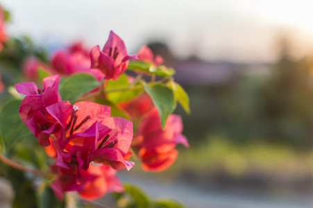 红色叶子开花