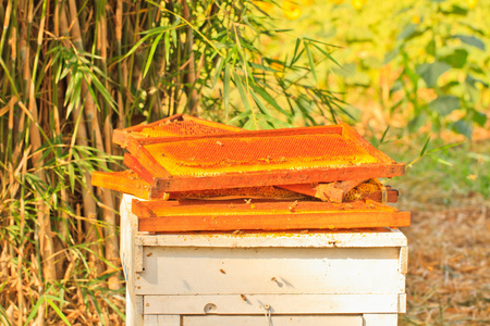 蜜蜂和 honeycom