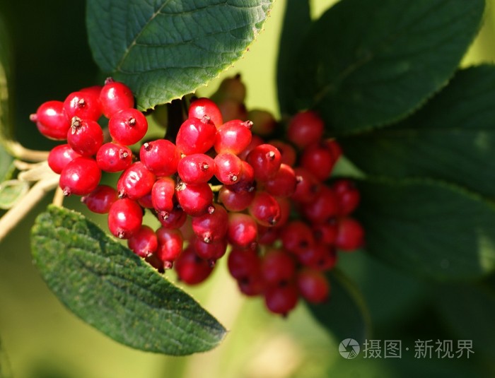 红色浆果的荚蒾马缨丹灌木