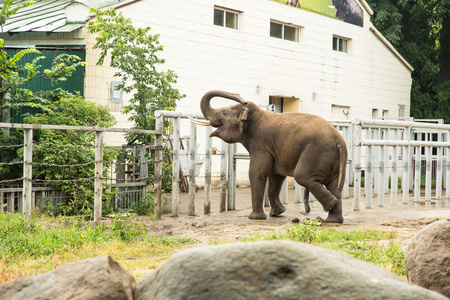 在动物园里的大象