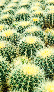 Kaktusa