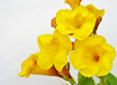 yellowbell 樱花