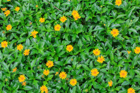 蟛蜞南美蟛蜞菊照片